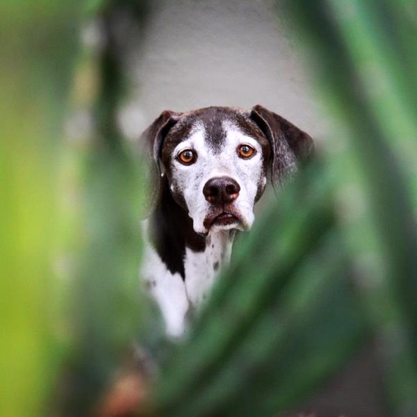 /images/uploads/southeast german shorthaired pointer rescue/segspcalendarcontest2019/entries/11653thumb.jpg